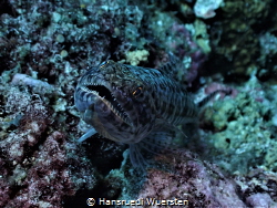 Lizardfish like to be a shark by Hansruedi Wuersten 